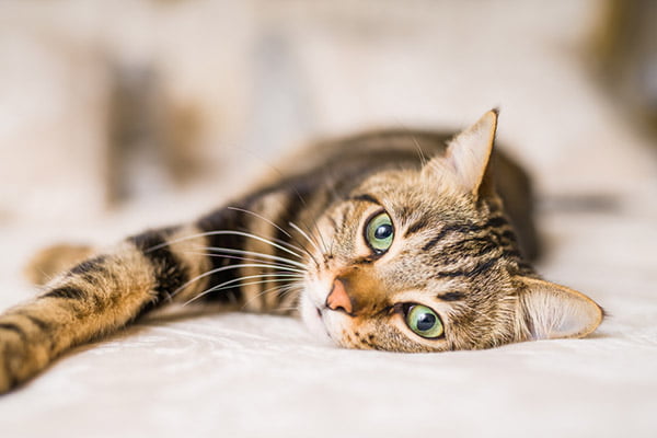 Beautiful,Short,Hair,Cat,Lying,On,The,Bed,At,Home