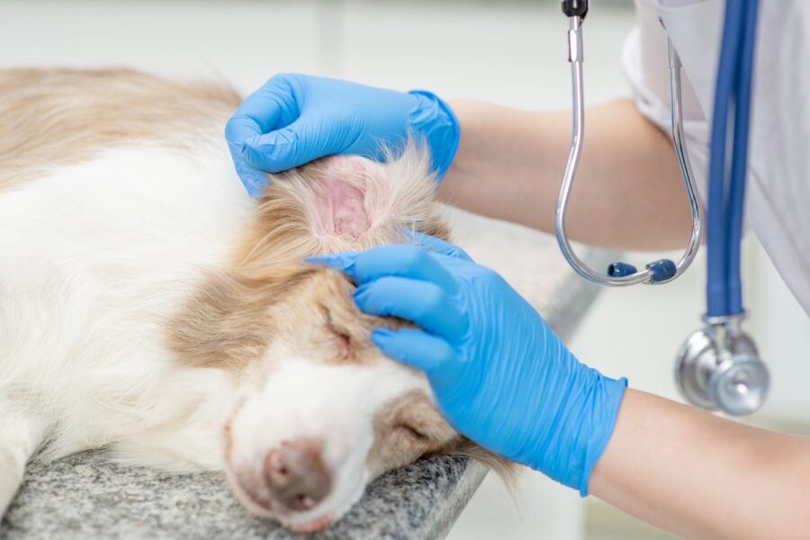 Symptoms Of Dog Ear Yeast Infections: What Every Owner Should Know