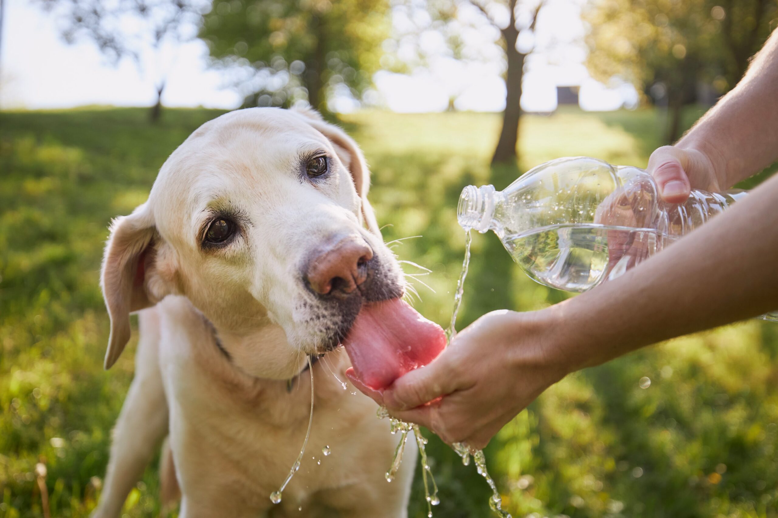 A Labrador drinks water being poured from a bottle into someone's hand on a sunny day in the park - emergency pet care