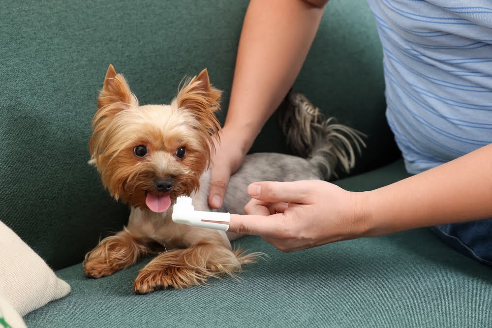 A small Yorkshire Terrier sits on a sofa while a person gently brushes its teeth with a finger brush - dog dental cleaning