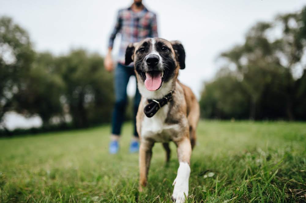 A happy dog runs toward the camera in a grassy park, with its owner walking in the background - Anal Gland Treatment for Dogs