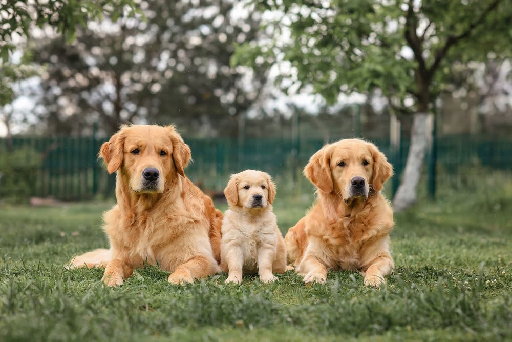 Two adult Golden Retrievers lie on the grass beside a Golden Retriever puppy, all looking directly at the camera - Progesterone Testing in Dog