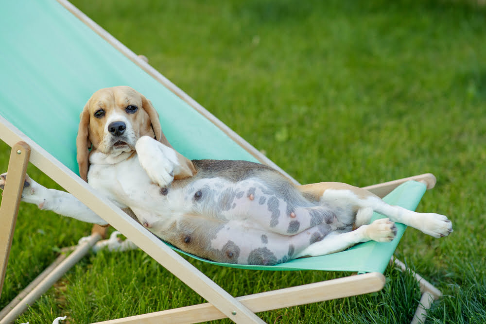 A relaxed beagle lounges on a deck chair in a grassy yard, lying on its back with one paw raised - what should a dog progesterone level be to breed