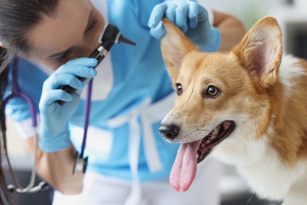 A veterinarian in blue scrubs examines a happy dog's ear using an otoscope - Yeast infection in dog