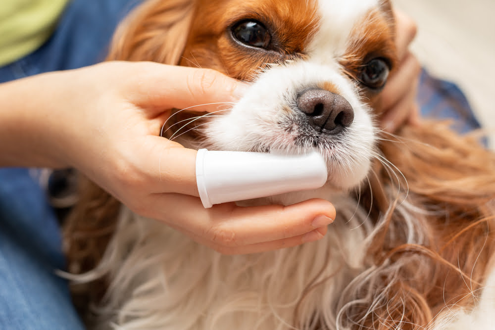 A person gently brushes a Cavalier King Charles Spaniel’s teeth using a finger brush - dog teeth cleaning