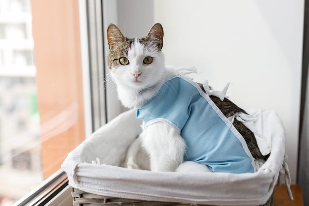 A cat wearing a light blue recovery suit sits comfortably in a white basket by a window - spay