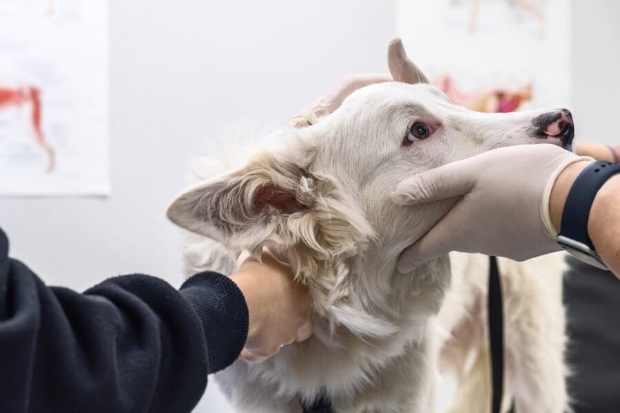 A white dog being gently held and examined by gloved hands in a veterinary clinic setting – Pet Emergency