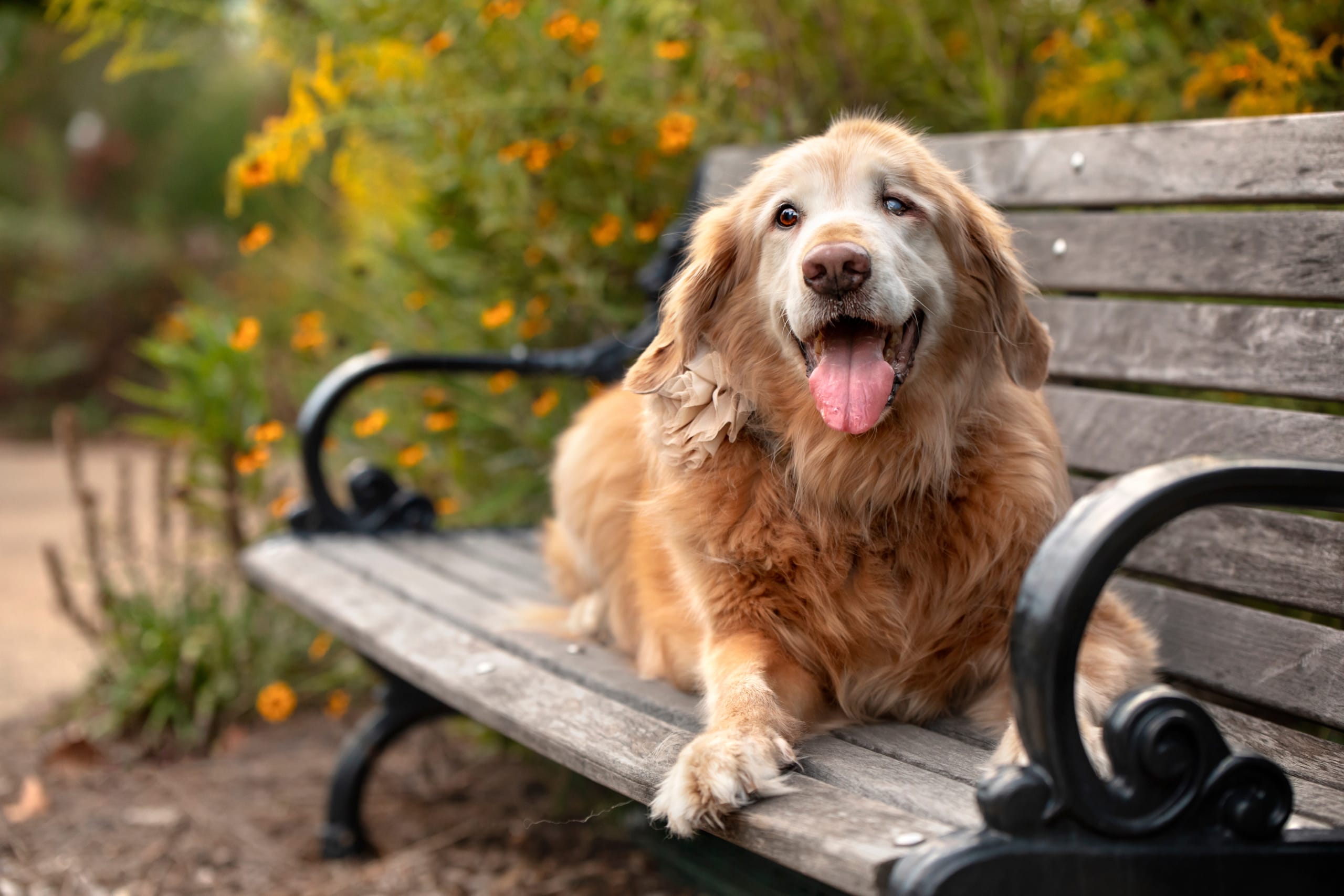 Can dogs get dementia? A Deep Dive into Dog Dementia Treatment and Management