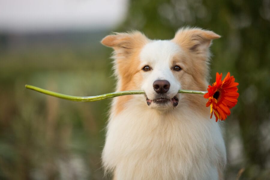 When Are Dogs Fertile: Understanding The Reproductive Cycle Of Your Female Dog